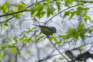 blue tit