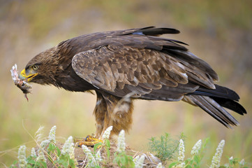 Tawny Eagle feeding
