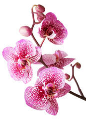 Branch of pink orchid flowers with buds isolated on white background. Flat lay, top view
