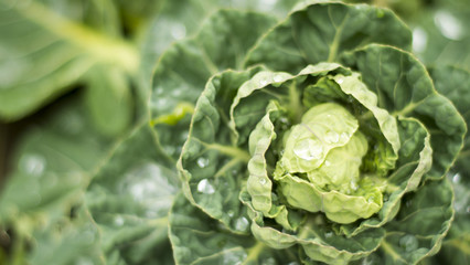 Fototapeta premium brussels sprout plant in a garden