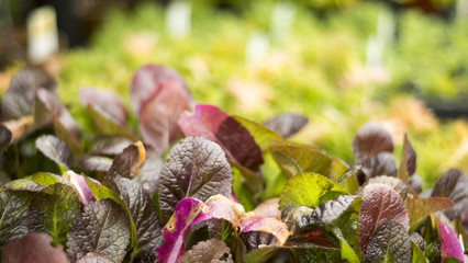 colorful lettuce in a nursery