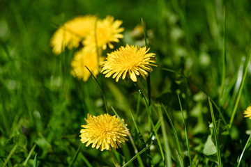 Close up on yellow flower of common dandelion in spring