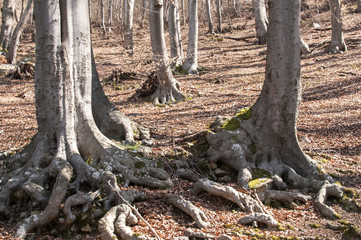 Stem with huge roots of large old beechwood in springtime forest
