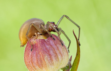 Cheiracanthium punctorium spider in nature close up