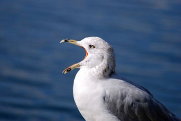 Fototapeta na wymiar Seagull Talking Back