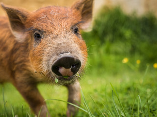 Young Boar
