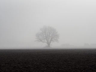 Obraz na płótnie Canvas lonely tree in the mist behind a field