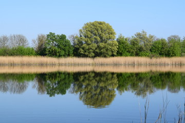 Obraz premium spring on the lake, the awakening of colors and reflections