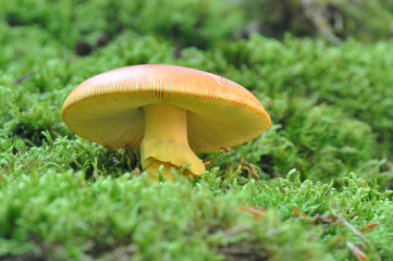 Bottom view on Caesar's mushroom (Amanita caesarea) grows in moss in the forest