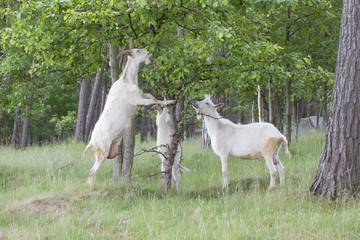 Obraz premium Goats family are eating