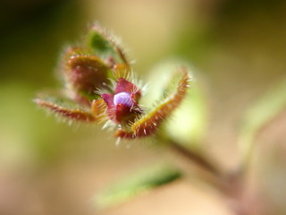 Extreme close up of little flower head
