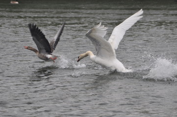 Schwan jagt Wildgans