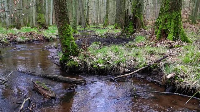 Bach im Auwald