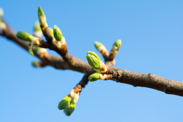Plum tree buds closeup