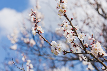 Branch of a flowering apricot. Spring time. Apricot trees branches covered of flowers, blossoms and buds in the spring sunset light and blue sky.