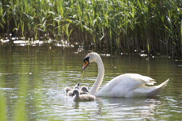 Obraz premium Swan family 