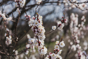 Spring time. Apricot tree flower, seasonal floral nature background.