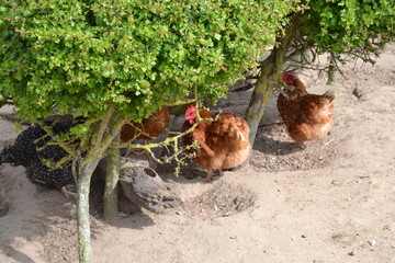hens chicken under bush 