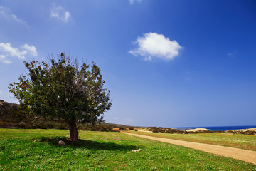Fototapeta na wymiar Landscape. Green tree and path on a background of blue sky.