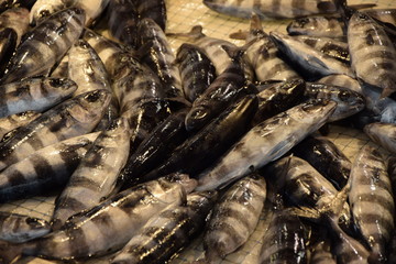 Fische auf einem Markt