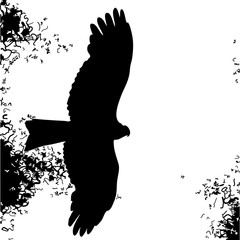 Bird of prey silhouette in a white background