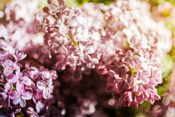 Extreme close-up of fresh Syringa lilac flower touched by sun flare 