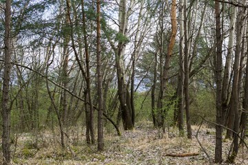 Trees in the forest. Slovakia