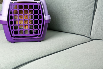 Foxy cat inside plastic carrier box on sofa