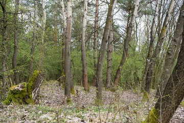 Trees in the forest. Slovakia