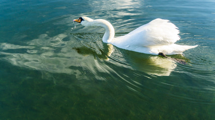 white swan drinking water
