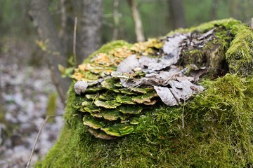 Moss on the trees in forest. Slovakia