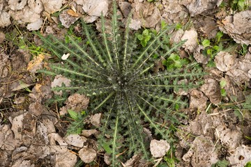 Thistle in the woods. Slovakia