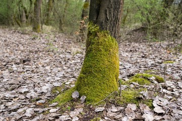 Moss on the trees in forest. Slovakia