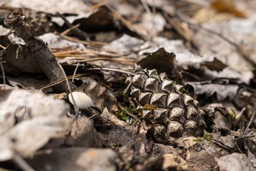 Pine cone on the ground in leaves. Slovakia