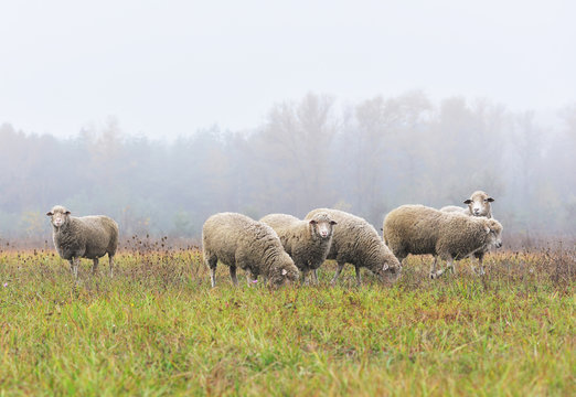 Sheep grazing in the field in the morning