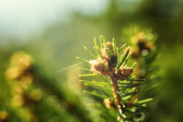 Green lush spruce branch. Fir branches. Spruce tree branch detail. Spruce background. Sprig of green spruce. Coniferous forest. Background with bright spruce branches. 