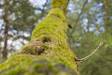 Moss on the trees in forest. Slovakia