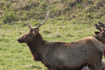 Naklejka na ściany i meble Elk in Profile