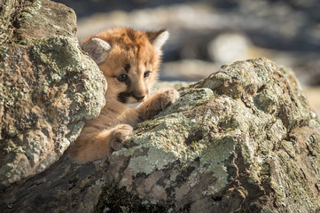 Female Cougar Kitten (Puma concolor) Amongst Rocks
