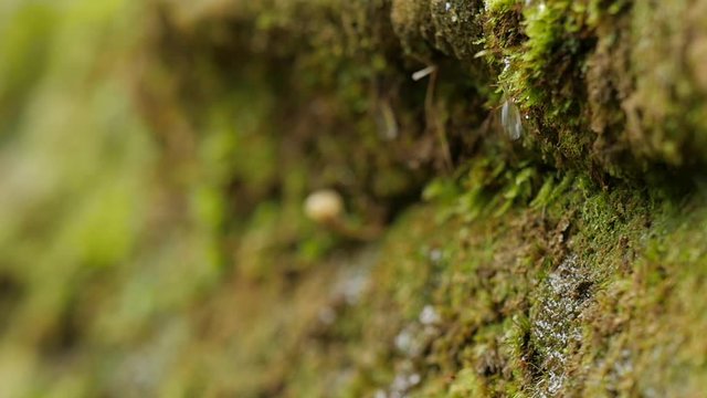 Green Mossy Stone Water Drops Flow Down Pure Water on a Rock Light Reflection in the Water Drop Preservation of Water Stocks Water Purification Analysis