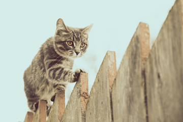 Fluffy gray cat walking on a old wooden fence.