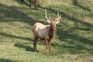 Naklejka na ściany i meble Elk with Antlers
