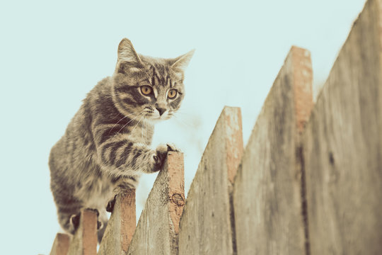 Fluffy Gray Cat Walking On A Old Wooden Fence.