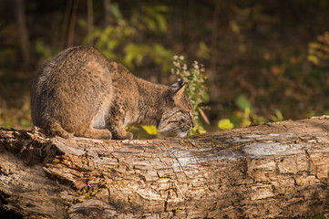 Bobcat (Lynx rufus) Sniffs at Log