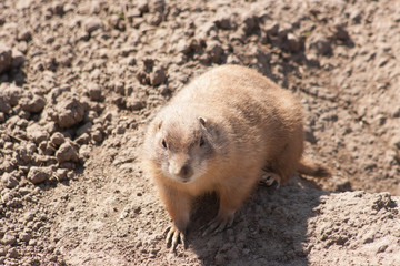 Prairie Dog