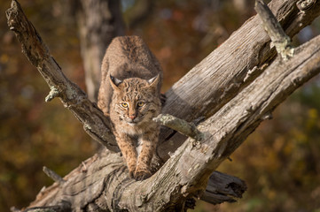 Bobcat (Lynx rufus) Crouches on Branch