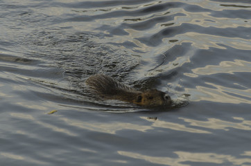 swimming coypu