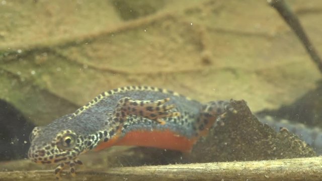 Alpine newt in a pond 