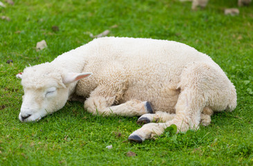 Fototapeta premium Lamm schläft