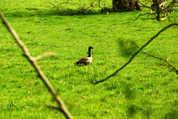 Wildente im Frühjahr
